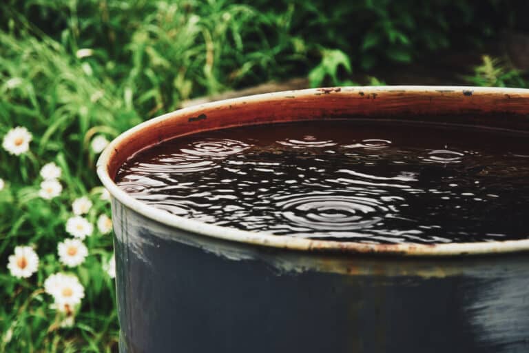 water barrel for the garden, collecting rainwater