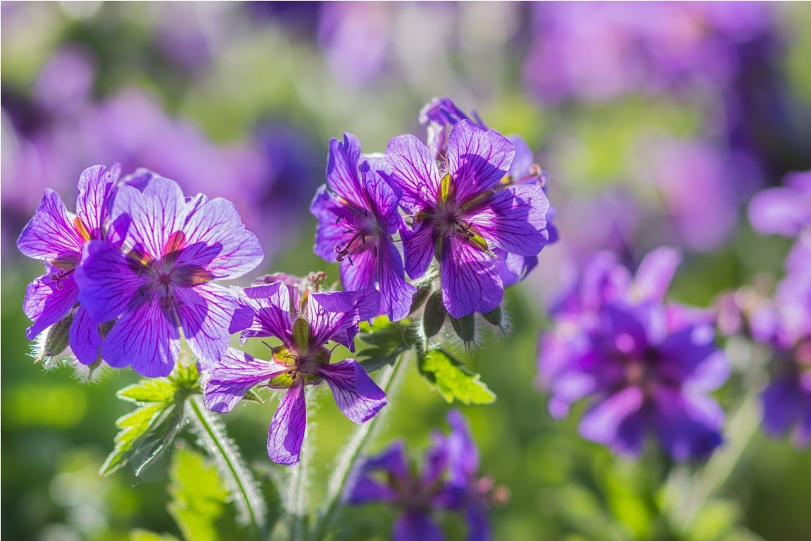 blooming geraniums in the garden